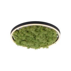 Paul Neuhaus GREEN RITUS 003902-026998