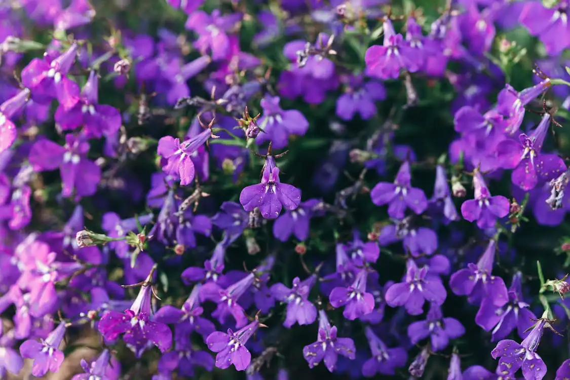 Fioletowe kwiaty lobelii