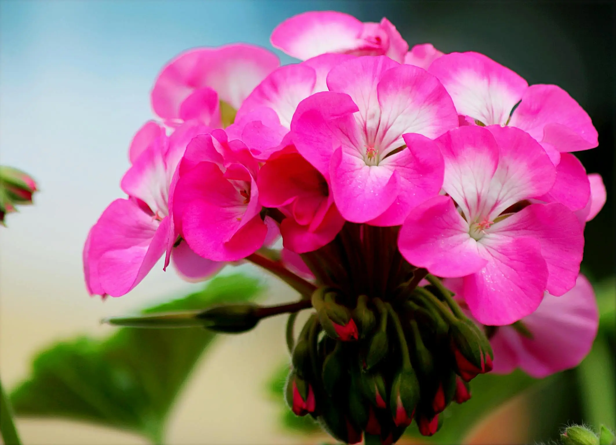 Różowa pelargonia